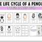 The Life Cycle of a Penguin Adapted Book