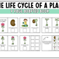 The Life Cycle of a Plant Adapted Book